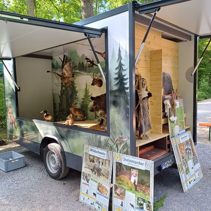 Ein Anhänger zeigt ausgestopfte Waldtiere auf Holzregalen, umgeben von Walddekorationen. Vor dem Anhänger sind Infotafeln mit Text: „WILDschwein“, „Steinmarder“, und „Waschbär“, die Infos über Tiere bieten.